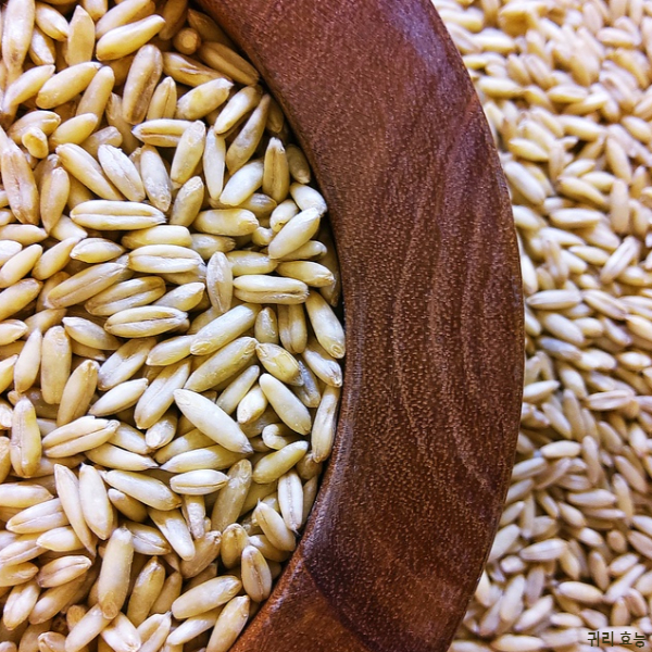 귀리 효능│귀리 효능과 부작용 알고 드세요!