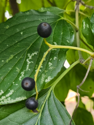 말채나무 열매2