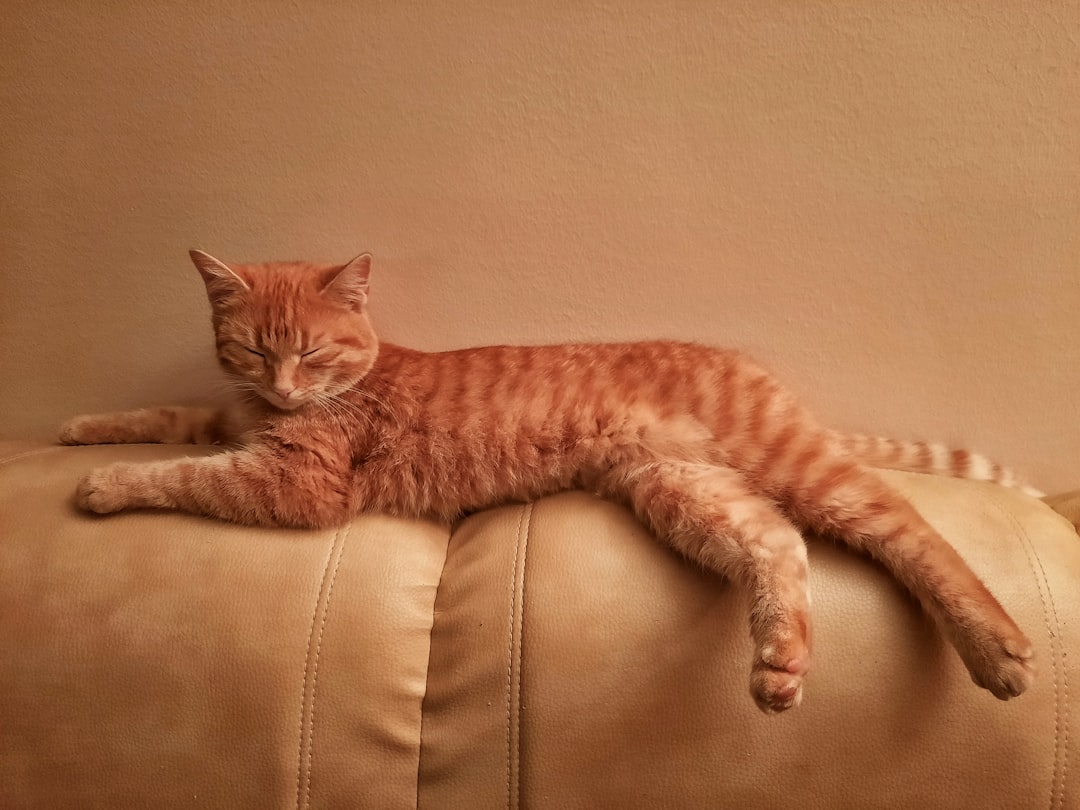 Cat furniture.