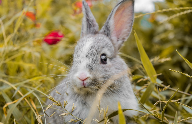 23년 토끼띠운세