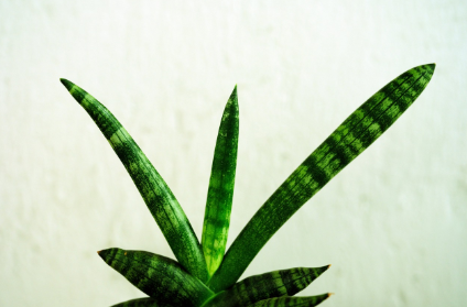 애완식물 키우기, 초보자를 위한 가이드