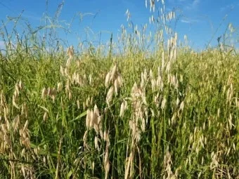 귀리 재배 봄 파종 배수 관리 비료량 조절_6