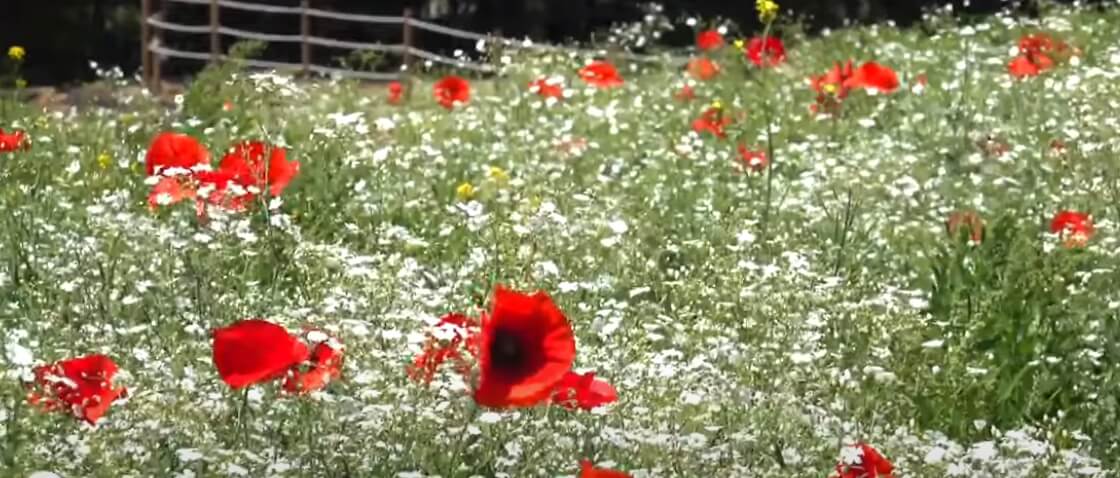 꽃밭 안쪽 정원 풍경