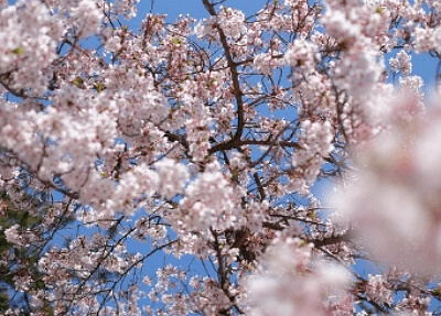 진해군항제 무료 셔틀버스 노선도, 기차 예매 꿀팁