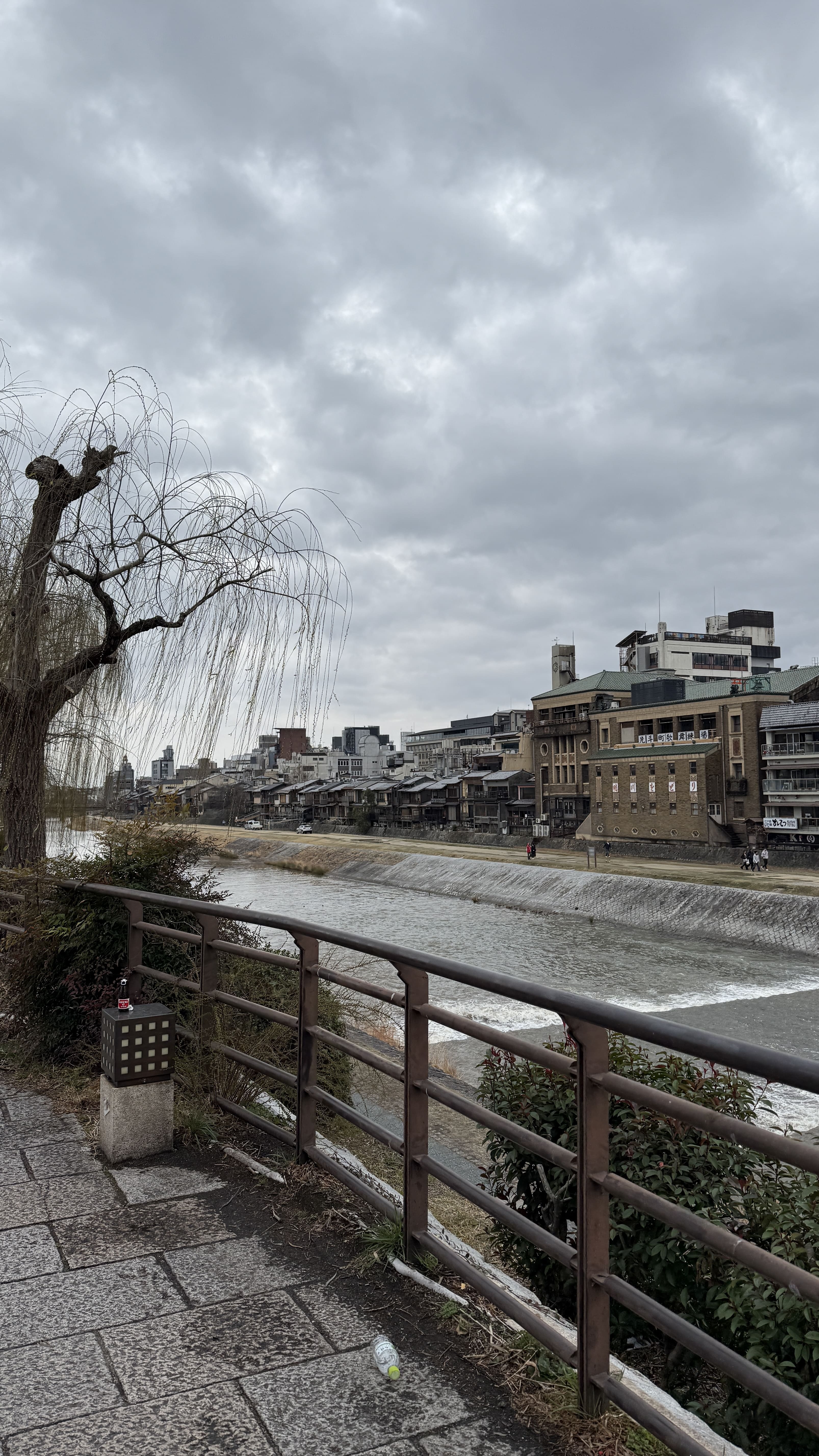 교토 봄여행 일본 스타벅스 가모강