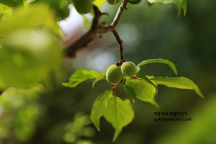 매실액기스 효능