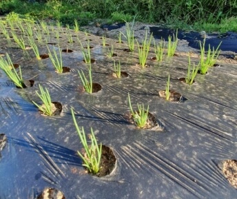 쪽파 심는 시기 완벽 가이드