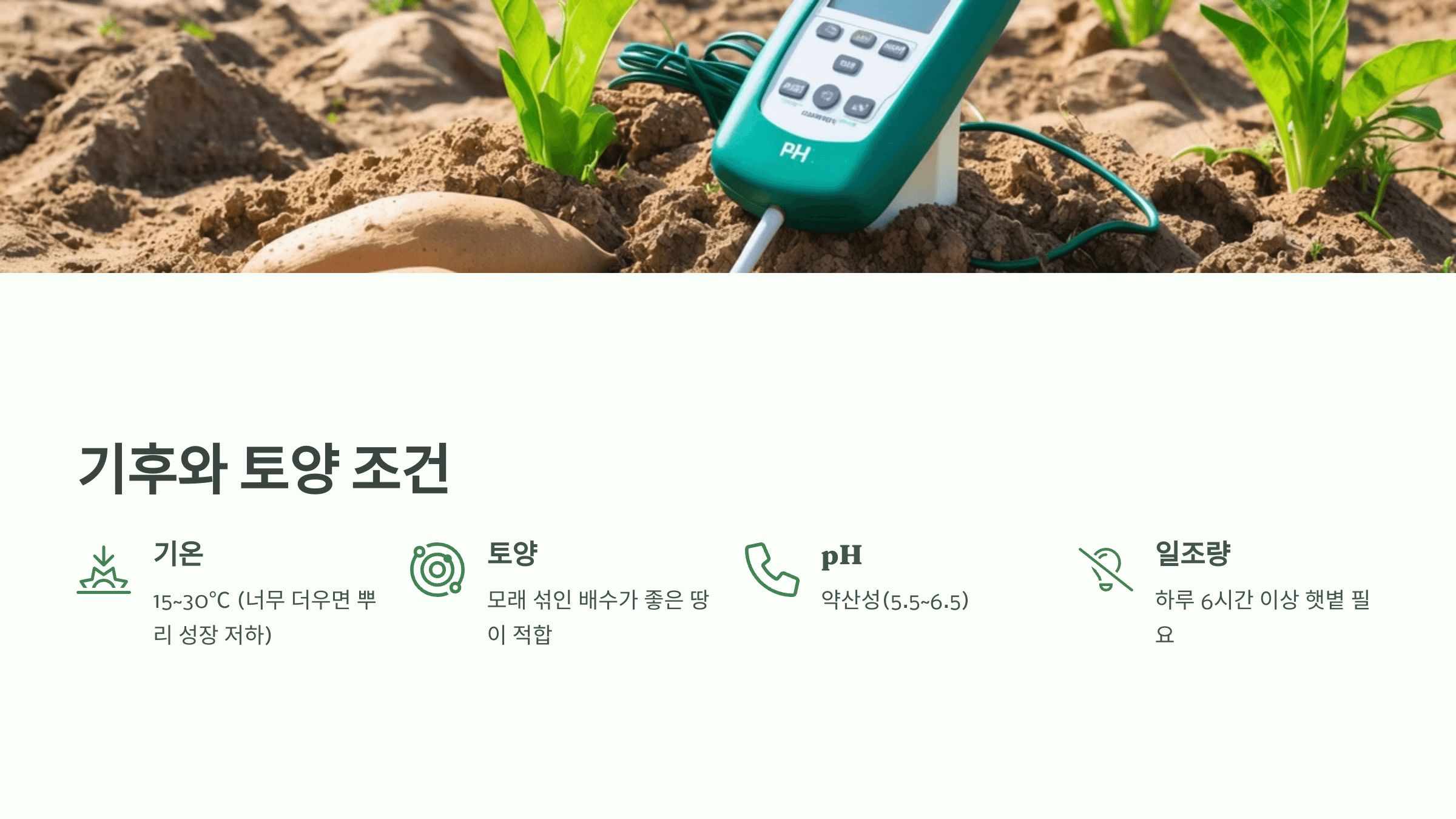 고구마 사진입니다.