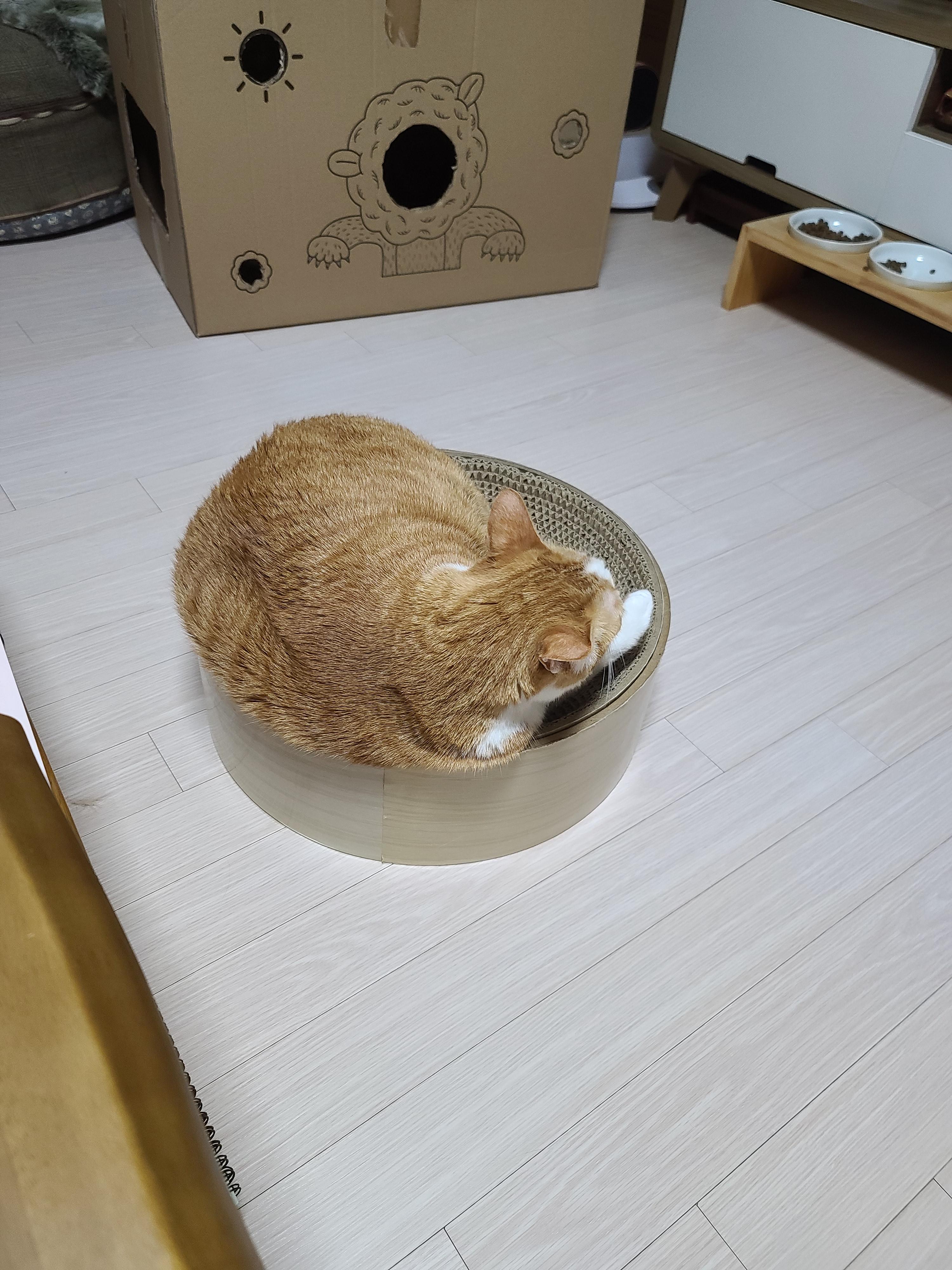 엄마쟁이 호야가 엄마한테 단단히 삐진 이유.