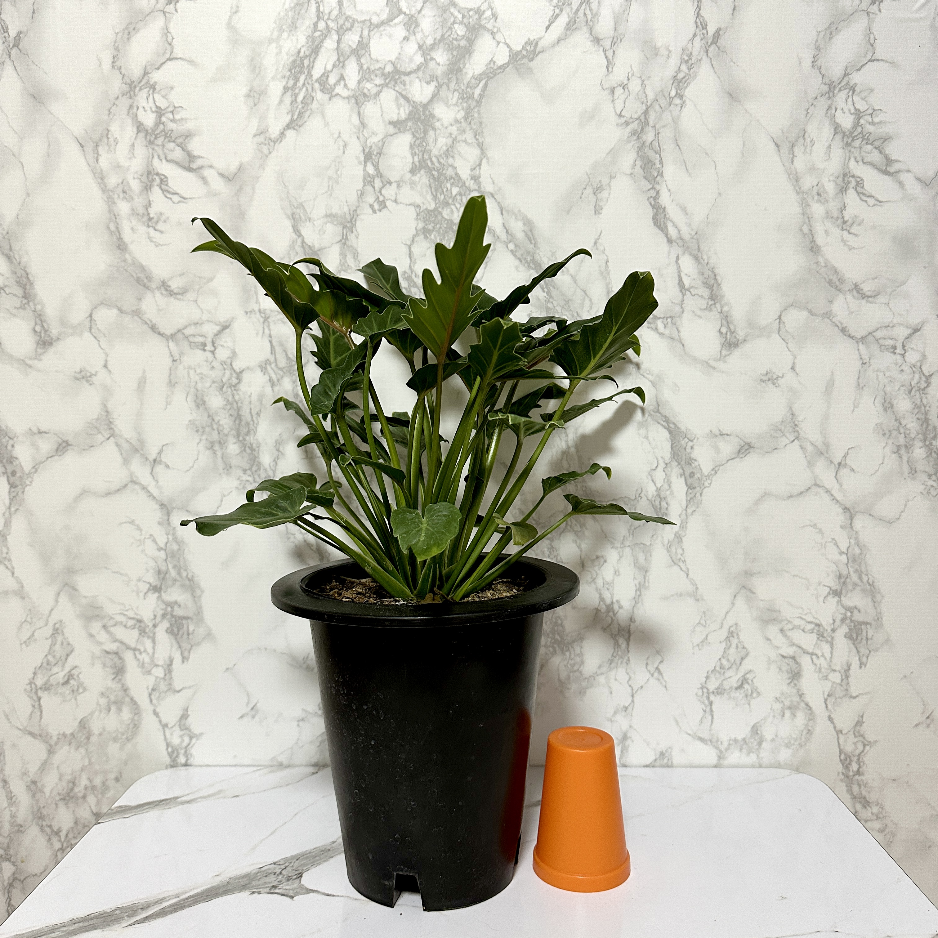 인테리어 식물 셀렘 키우기 공기정화식물