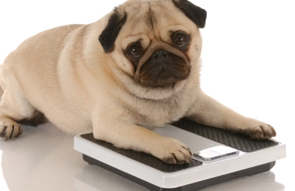 체중계 위의 퍼그