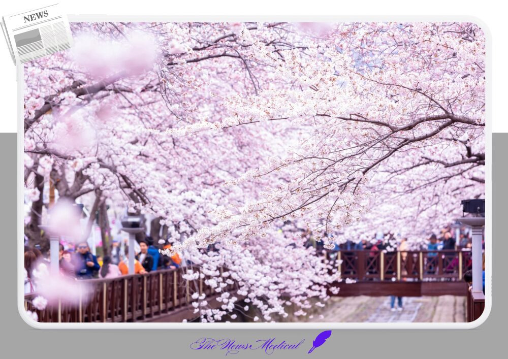 벚꽃 보러 떠나는 여행