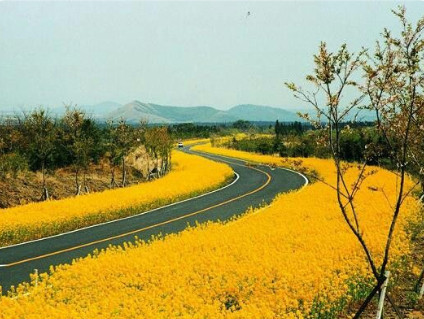 봄꽃 보기 좋은 곳 전국 명소 추천