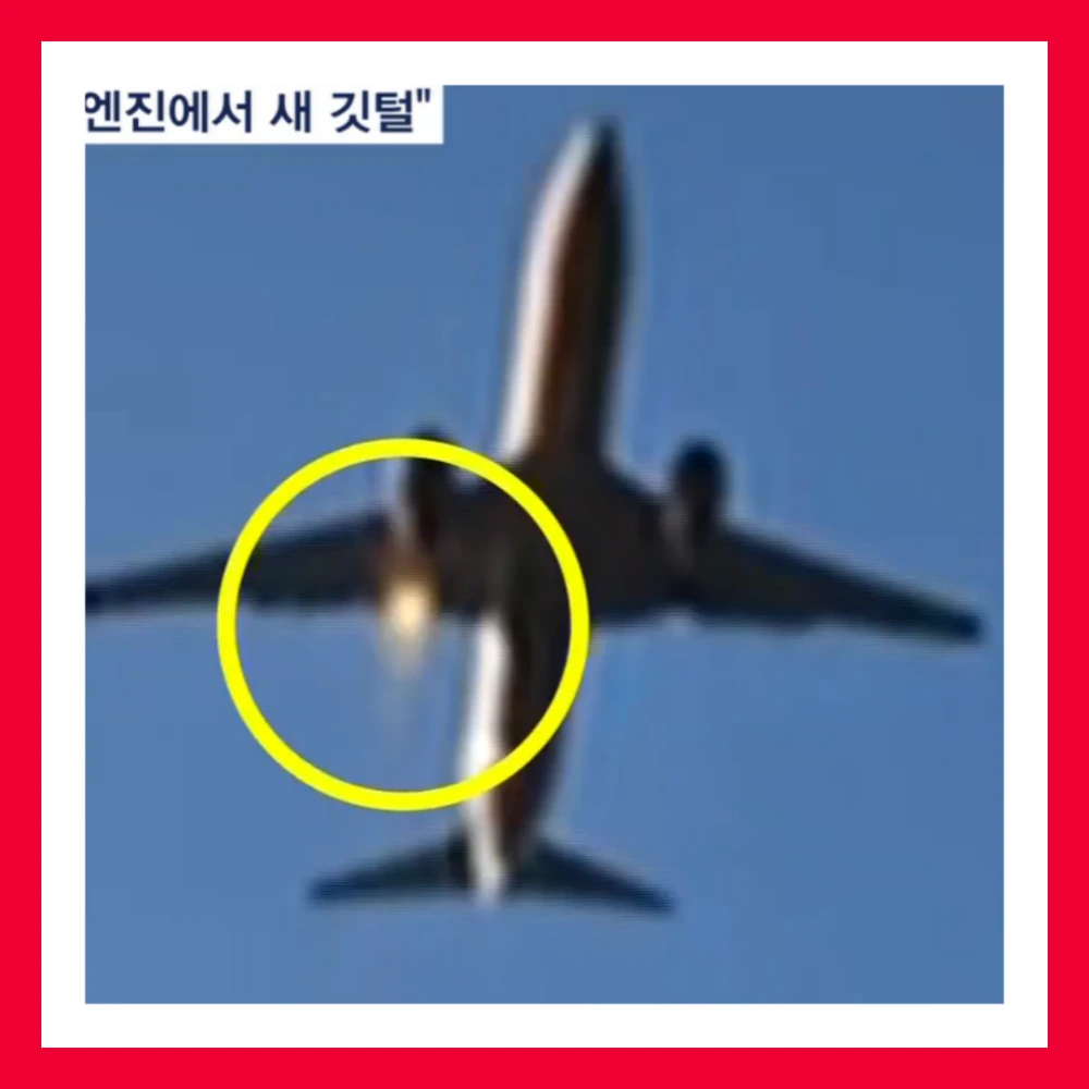 제주항공-엔진-깃털-조류충돌