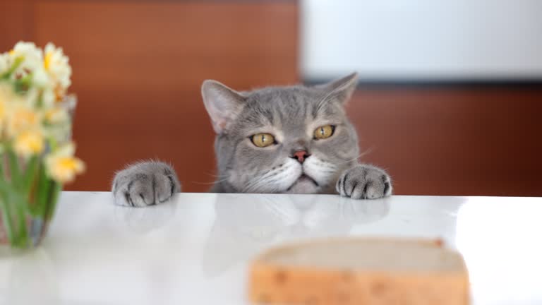 아픈 고양이 꿈 해몽