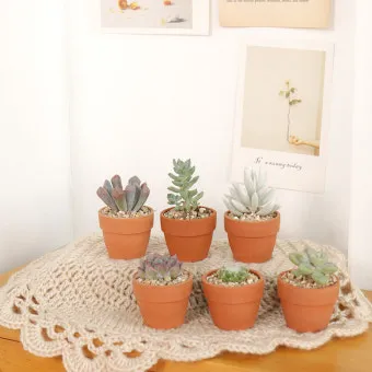 미니 선인장 키우기 물주기 통풍관리 창가배치 귀여운 관리법_6