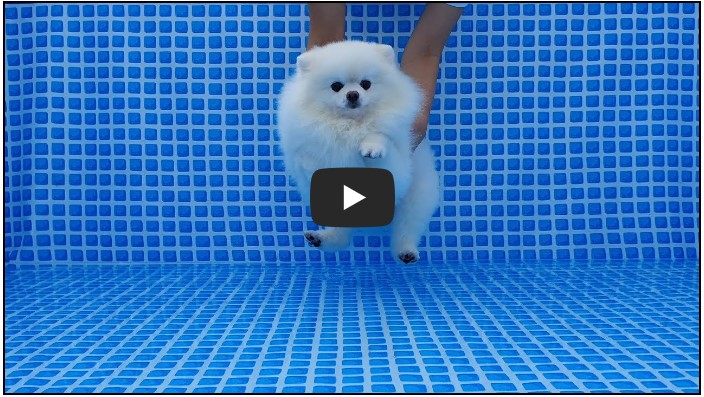 강아지 유튜버 순위 TOP 10 10