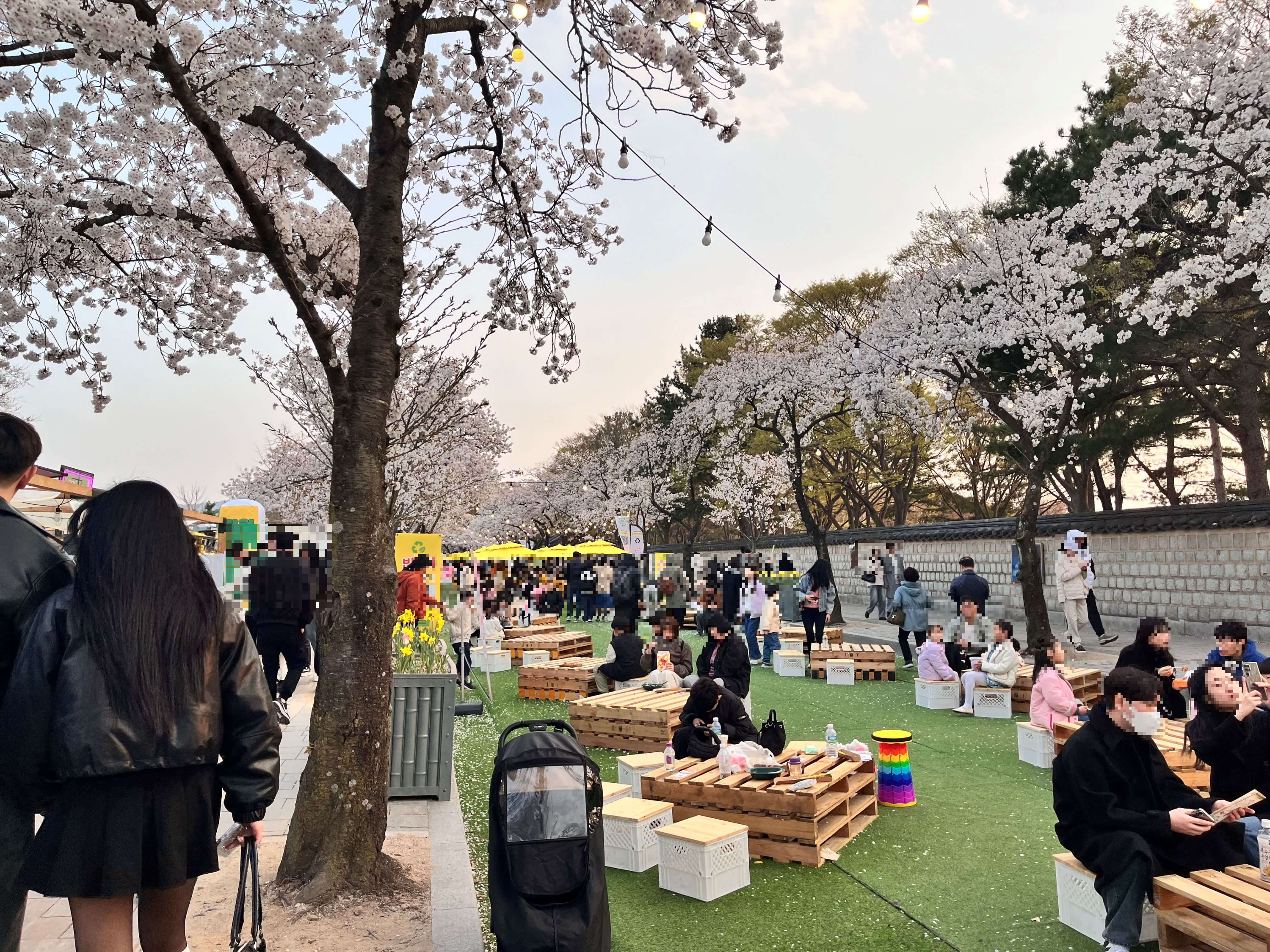 대릉원 돌담길에서 벚꽃구경