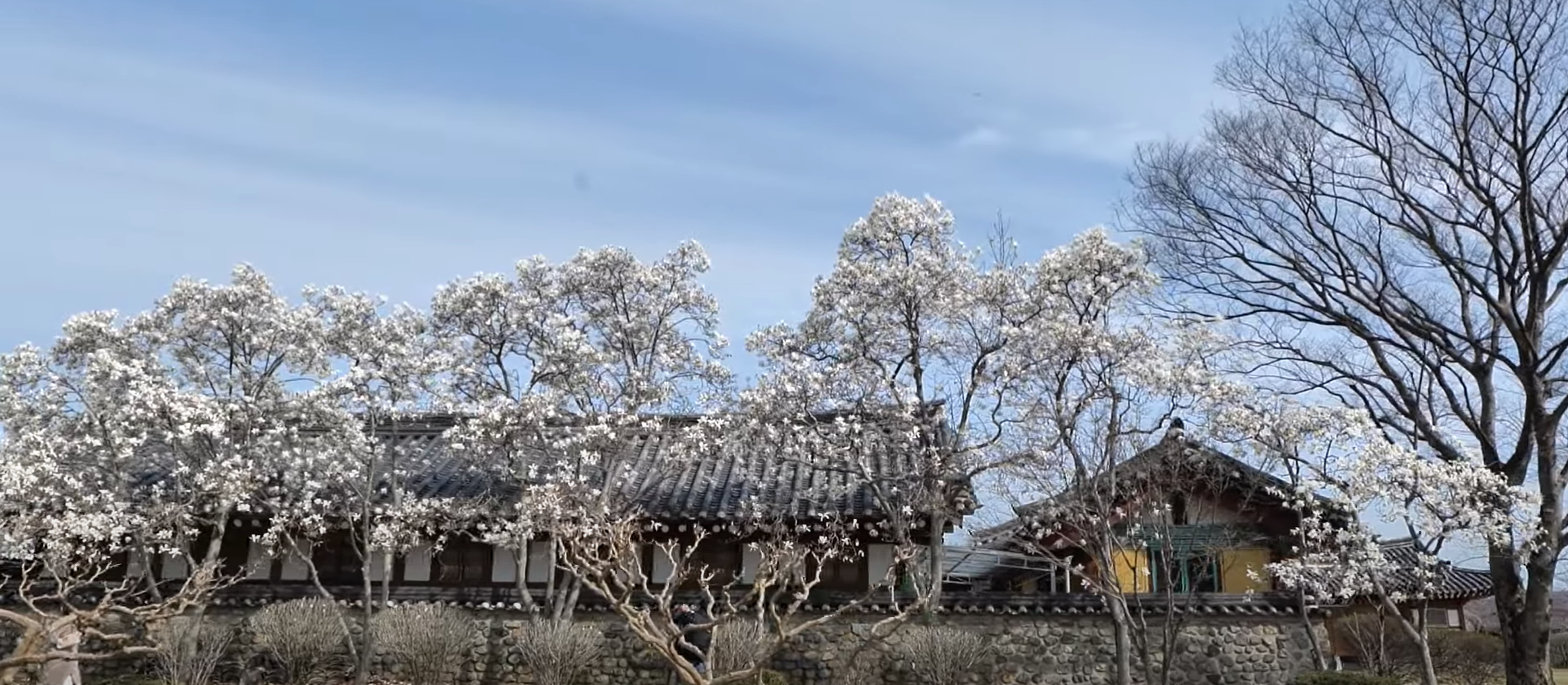 경주 오릉 봄꽃