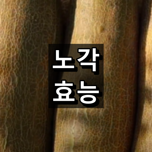 노각 효능 대표 이미지
