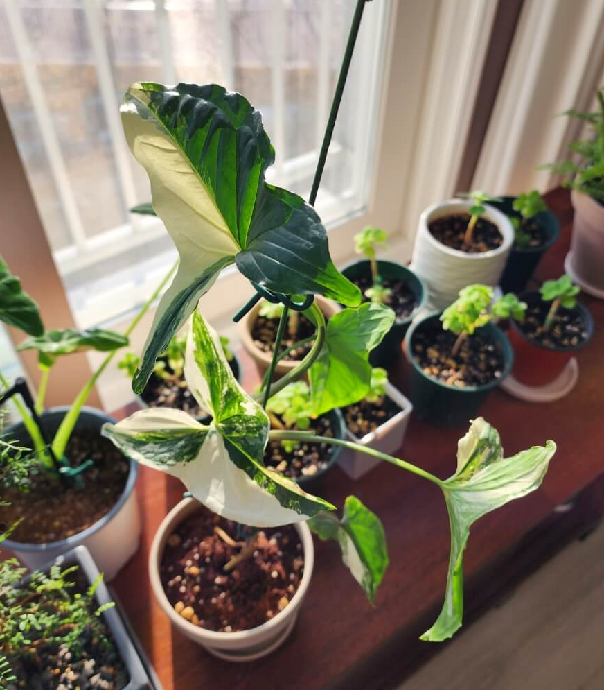 흰색지분이 많고 화려한 무늬싱고니움