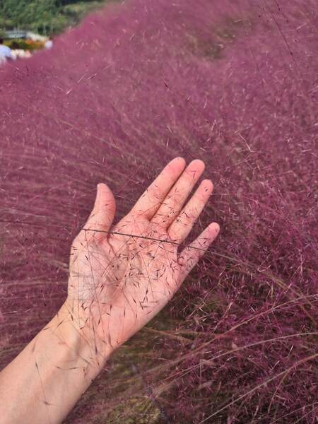 합천 핑크뮬리 신소양체육 공원 맛집 및 무료 주차 꿀팁