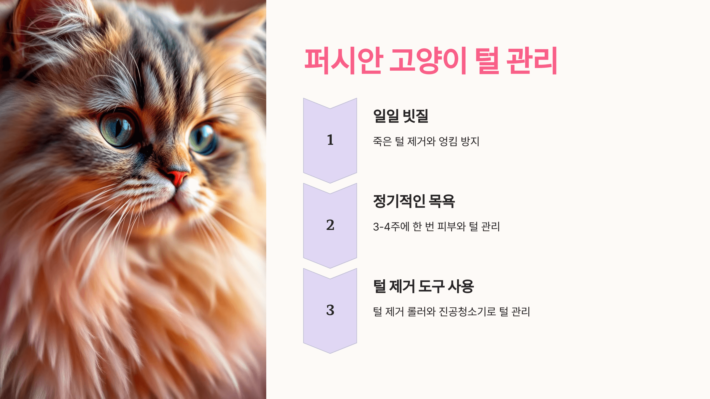페르시안 고양이 사진입니다.