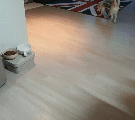 강아지 떠는 이유 6가지, 단순히 추워서가 아닙니다