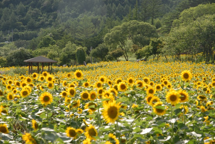 태백 해바라기축제
