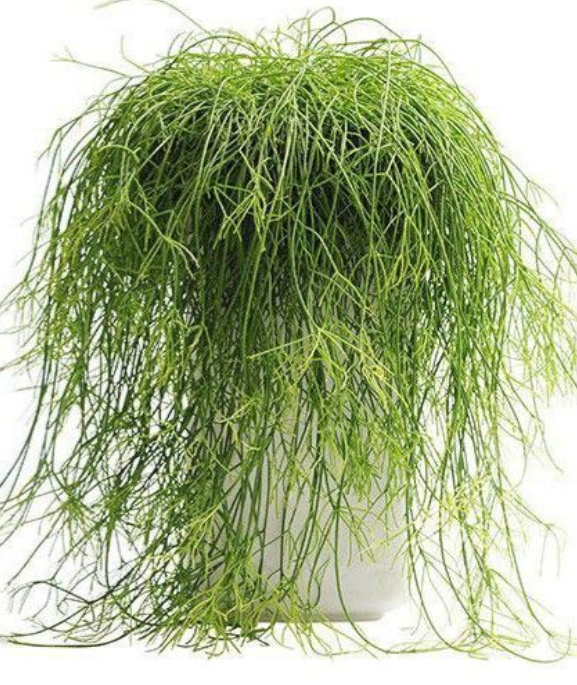 립살리스 카수타