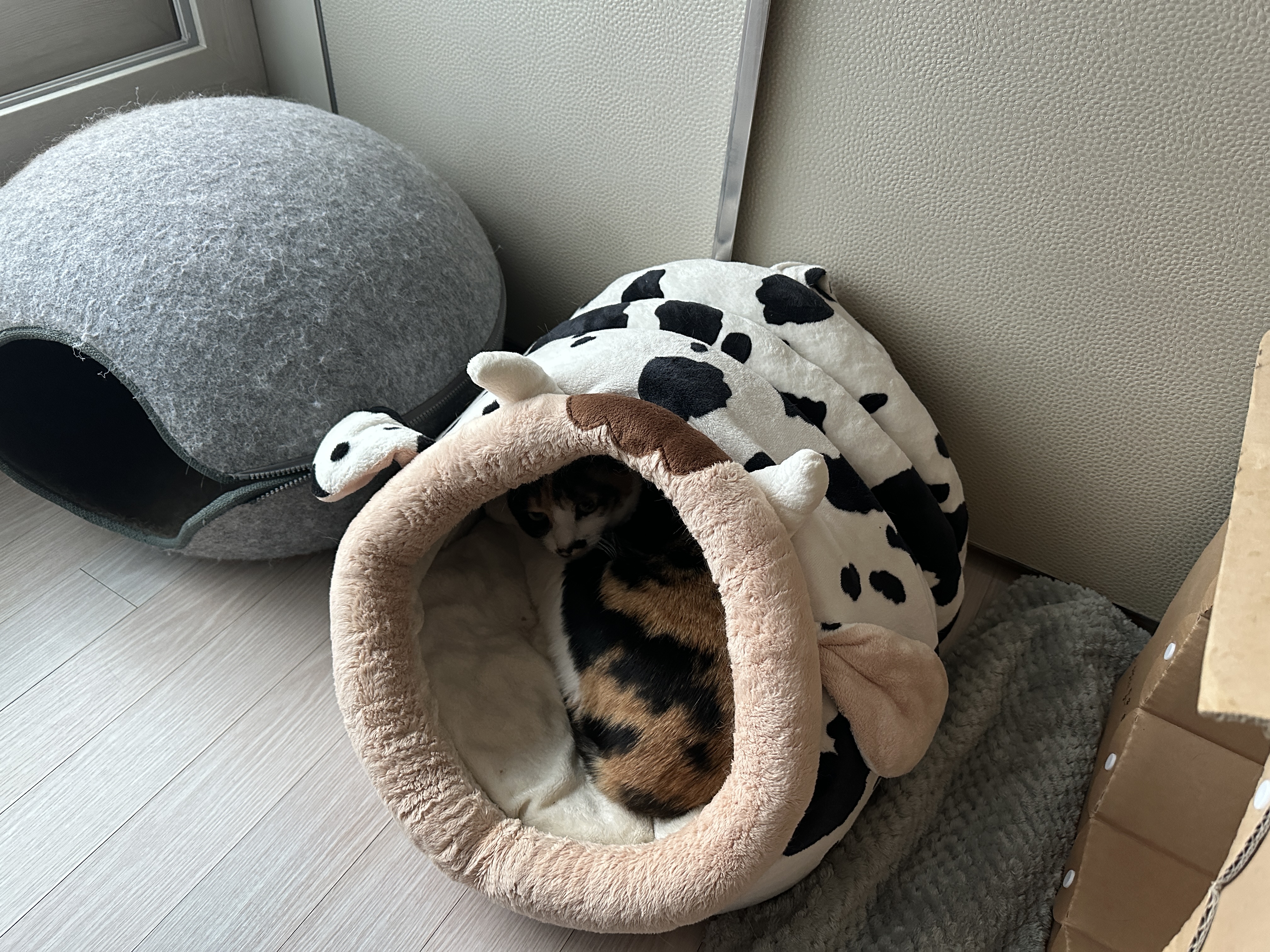 비오는 날 우리집 아홉냥이들은..(feat. 아홉냥이들 자는 모습)