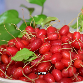 보리수 효능