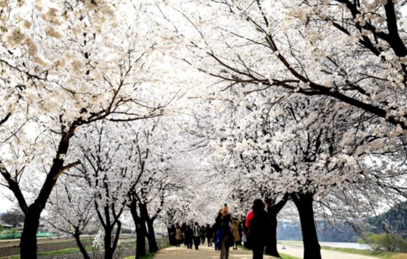 안동 하회마을 벚꽃길