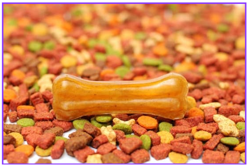 반려동물 건강식 필수 건강식 7가지