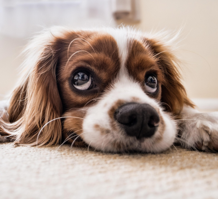 널브러져 있는 강아지 한마리
