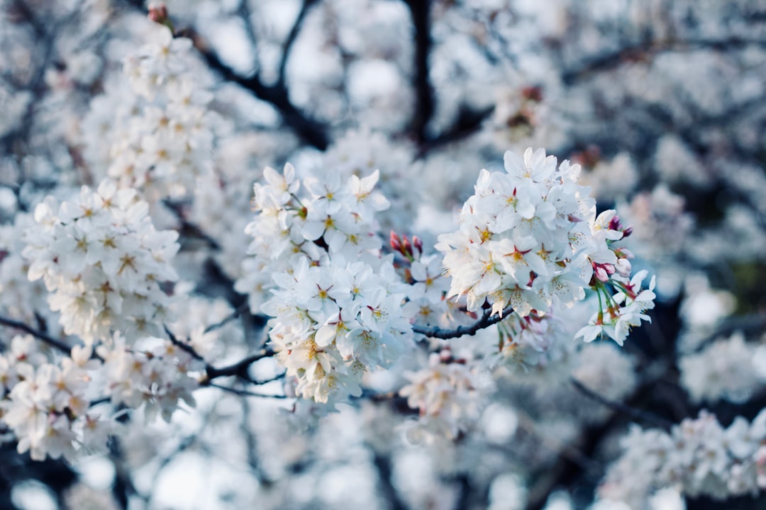 Bloom.