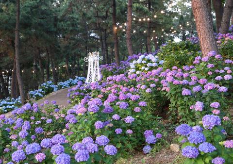 울산 장생포 수국축제