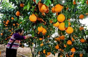 황금향 재배 개화기 관리 수분 수정 과실 비대_30