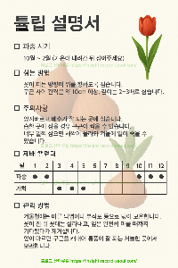 튤립설명서