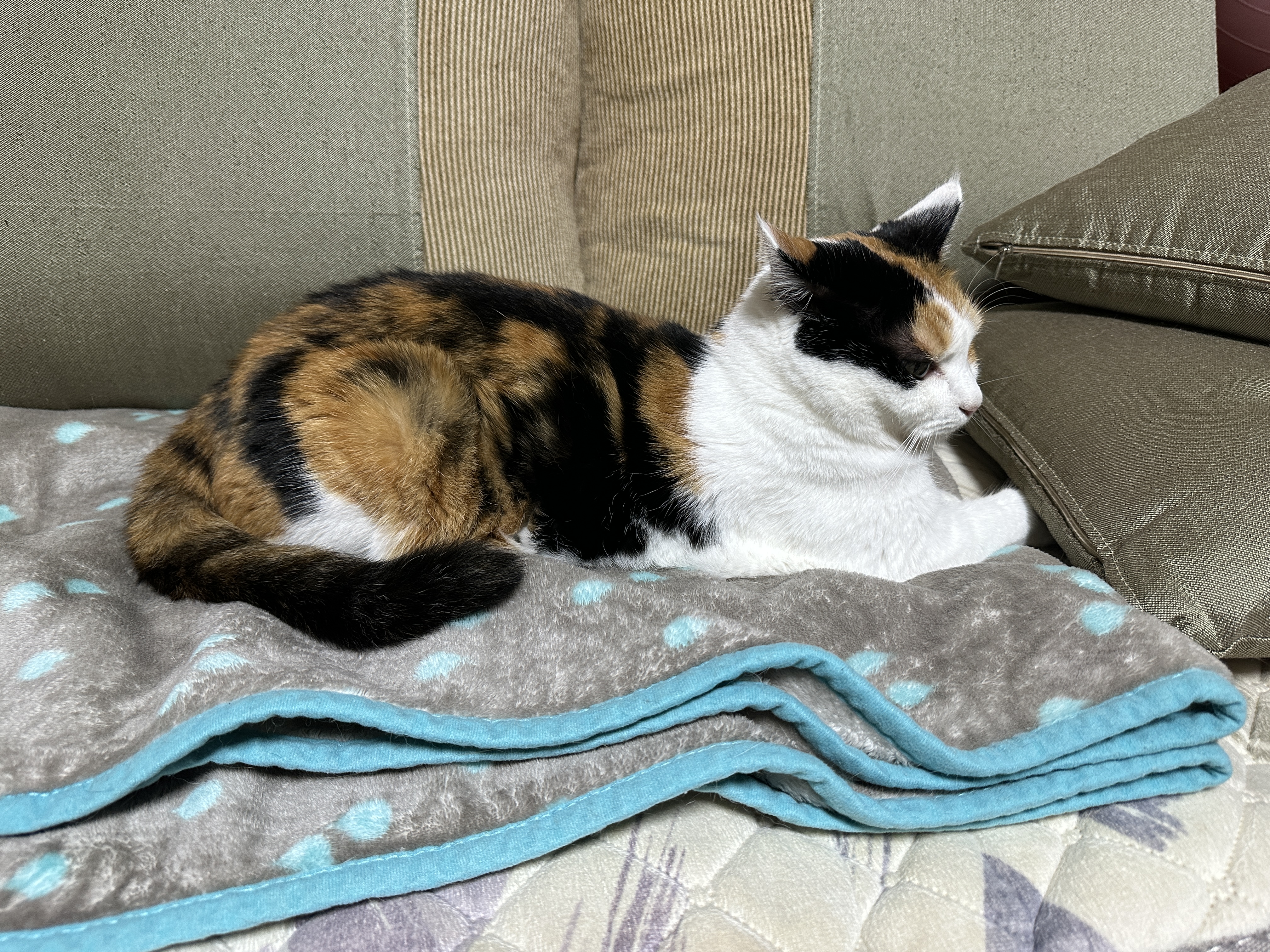 요미는_쿠션아래에_앞발_넣고_찜질중