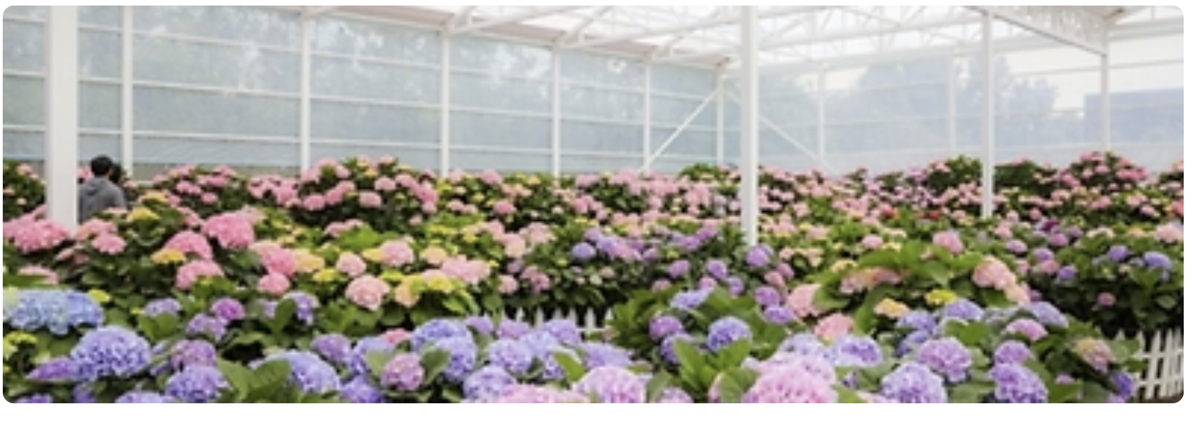 휴애리 봄 수국축제