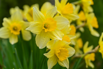 시 수선화 내용과 관련된 이미지