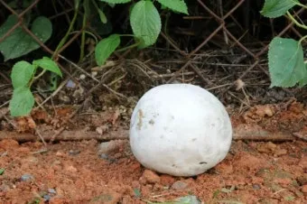 댕구알버섯 가격, 먹는방법, 효능, 사진, 판매, 채취시기, 특징, 제철_42