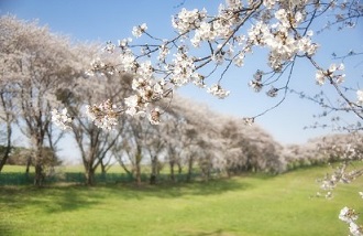 2024 벚꽃 개화시기