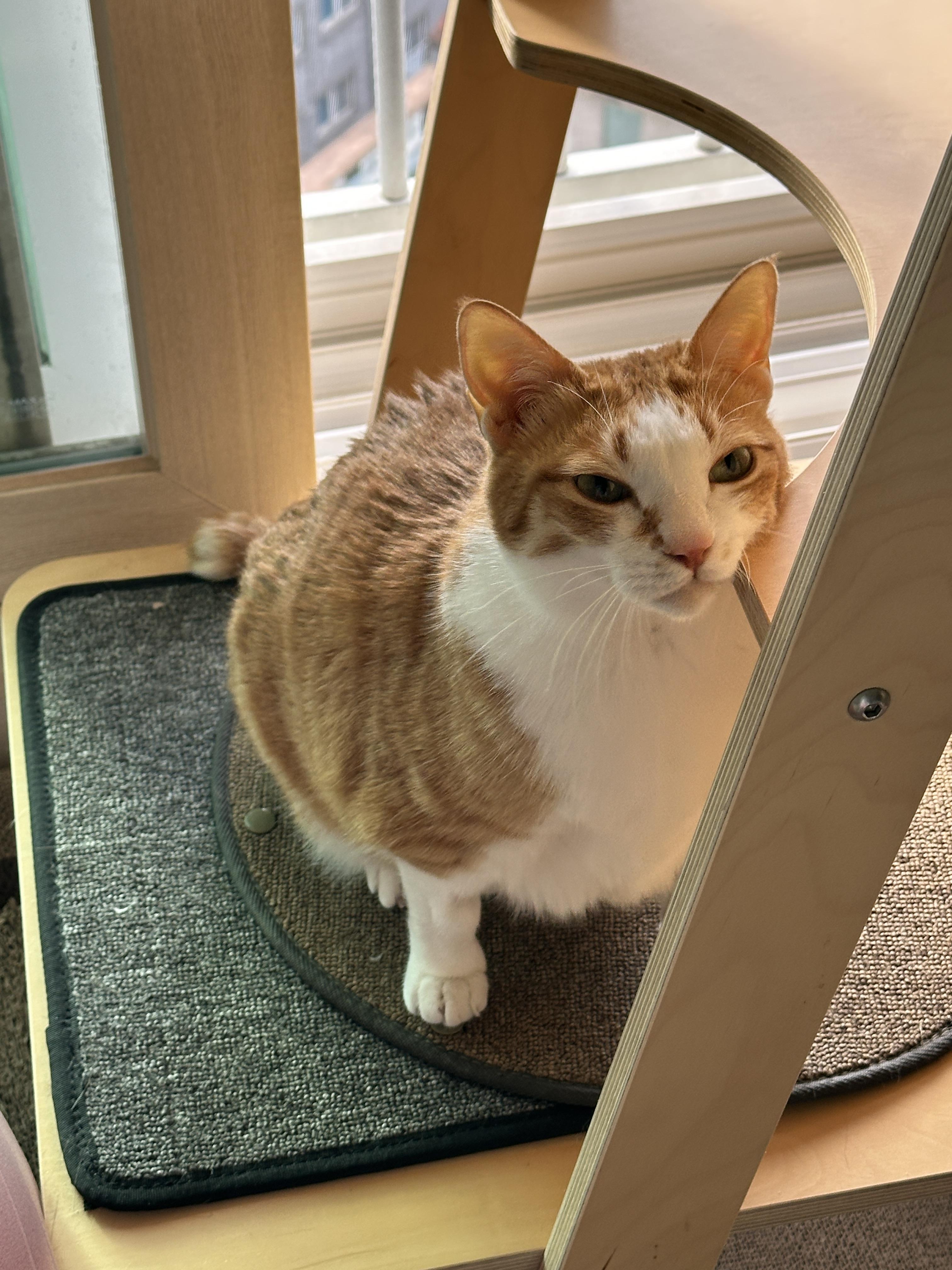 12월4일_호야_증상_고양이_황달_활력좋은_고양이_2