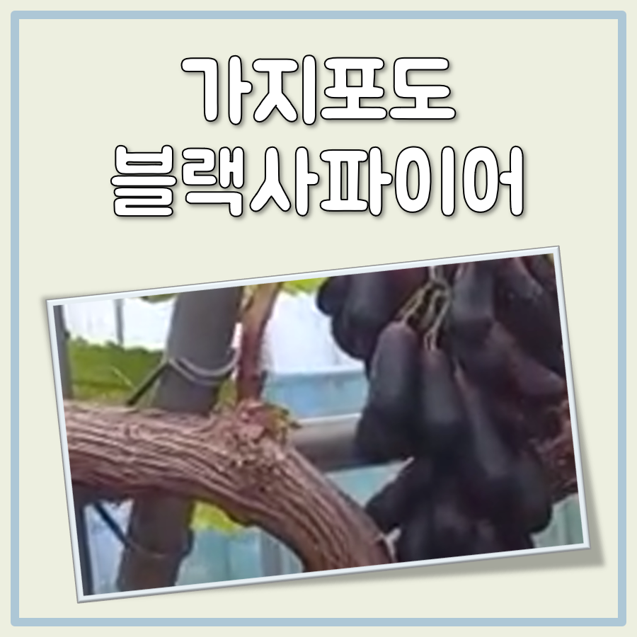가지포도 블랙사파이어 효능과 칼로리 간단 정리