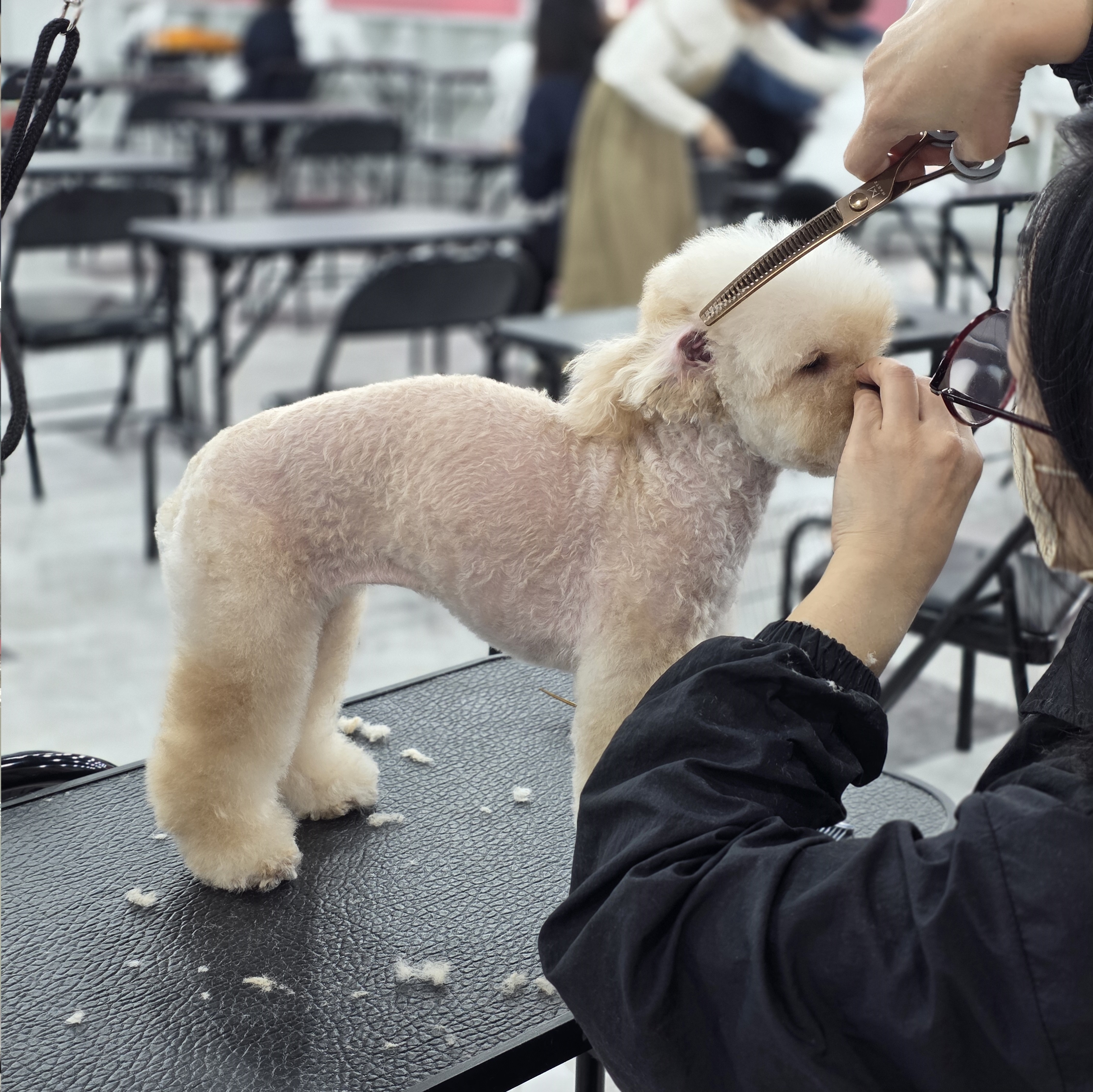 당진애견미용학원