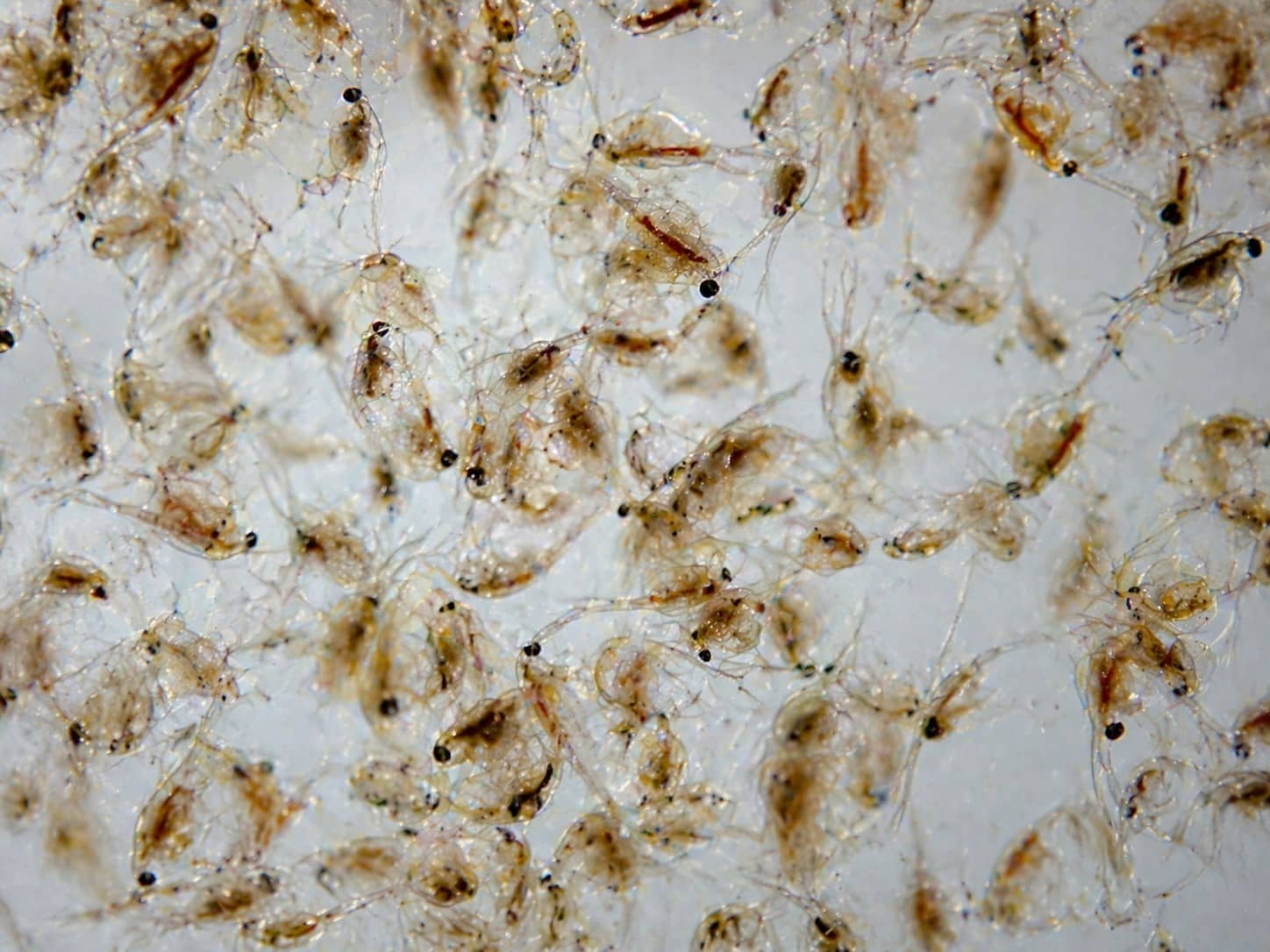 나노 피쉬 먹이 추천: 플레이크, 펠렛, 그라뉼, 라이브푸드 비교로 끝내는 선택 가이드