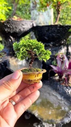 세상을-축소해놓은듯한-초소형-향나무-분재