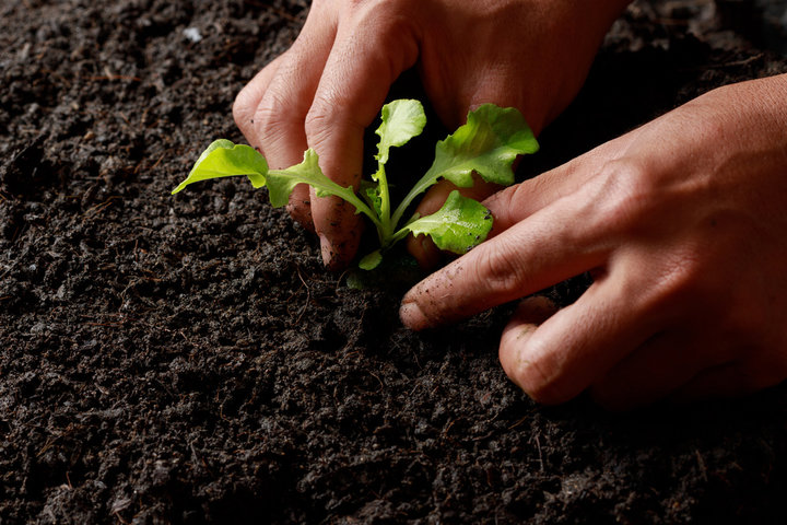 2024 식물보호산업기사 시험일정 및 하는 일&amp;#44; 취업&amp;#44; 연봉&amp;#44; 기출문제 총정리